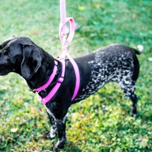 Polycotton Traditional Harness