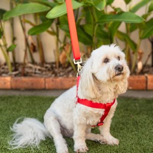 Polycotton Step-in-Harness