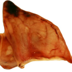 Pigs Ears