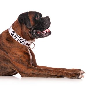 Deaf Dog Collars