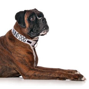 Blind Dog Collars
