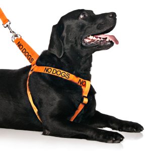 No Dogs Strap Harness