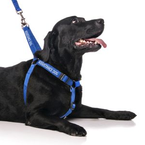 Assistance Strap Harness