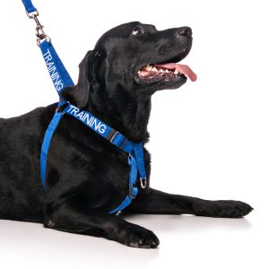 Training Strap Harness