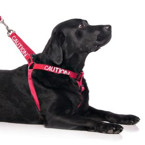 Caution Strap Harness