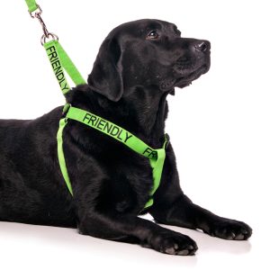 Friendly Strap Harness