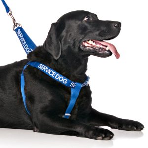 Service Strap Harness