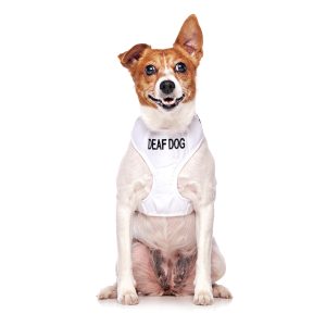 Blind Dog Vests